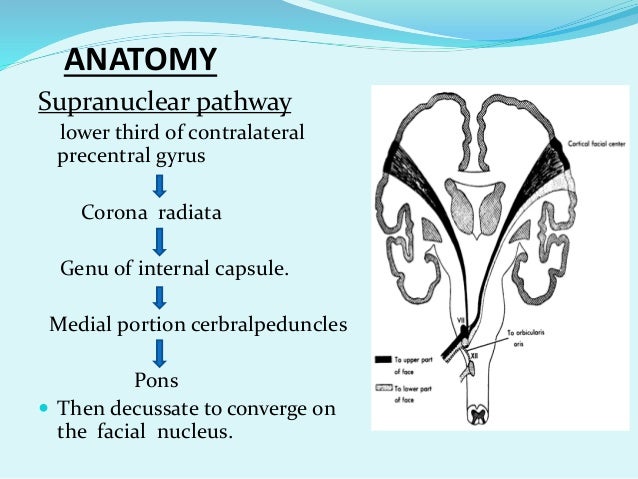 Live sex porno freee Supranuclear facial nerve